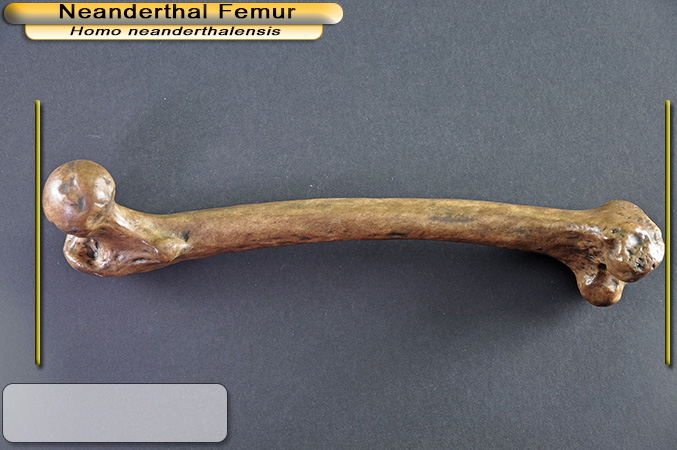 Xương đùi của người Neanderthal có niên đại hơn 124 ngàn năm tuổi