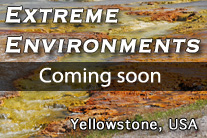 Yellowstone National Park USA