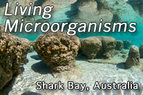 Shark Bay Australia