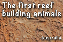 Archaeocyathid Reef Australia